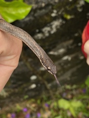 Magliophis