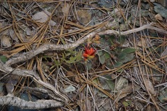 Castilleja pruinosa
