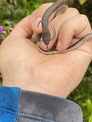 Magliophis