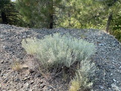 Ericameria nauseosa speciosa