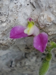 Rhinotropis lindheimeri