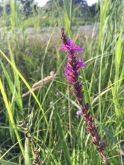 Lythrum salicaria