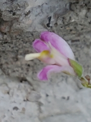 Rhinotropis lindheimeri