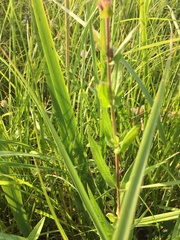 Lythrum salicaria