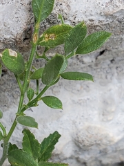 Rhinotropis lindheimeri