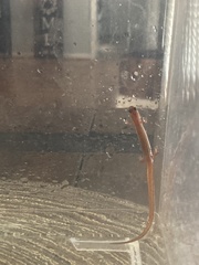 Eurycea chamberlaini