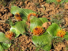Daubenya marginata