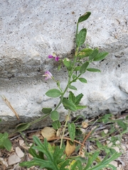 Rhinotropis lindheimeri
