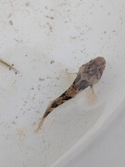 Myoxocephalus