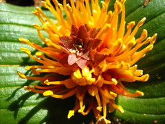 Daubenya marginata