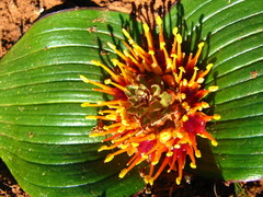 Daubenya marginata