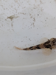 Myoxocephalus
