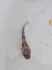 Myoxocephalus