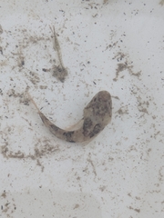 Myoxocephalus