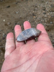 Macrocypraea cervinetta