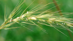 Elymus smithii