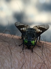 Chrysops ater