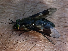 Chrysops ater