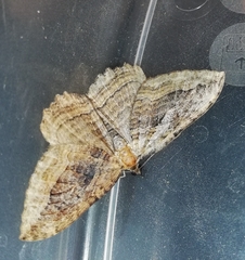 Philereme transversata