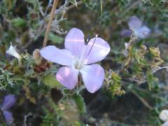Barleria rigida