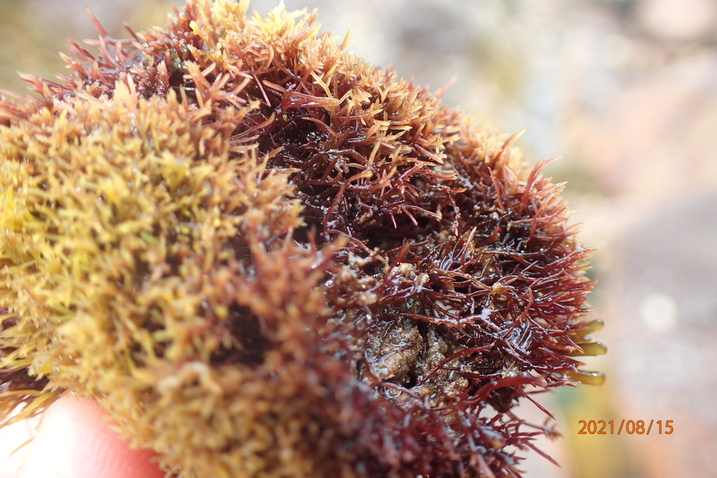 Pom-pom weed