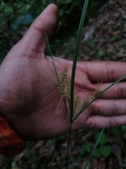 Cyperus cyperoides