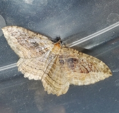 Philereme transversata