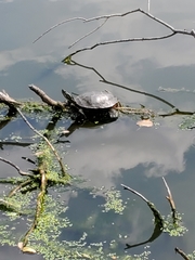 Chrysemys picta bellii