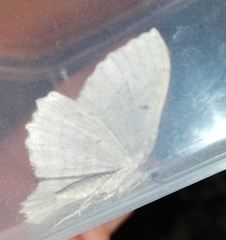 Philereme transversata