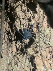 Paraphrynus laevifrons