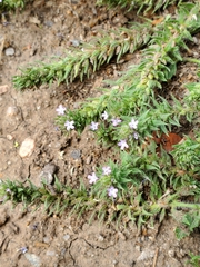 Magnoliopsida