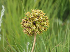 Asclepias macropus