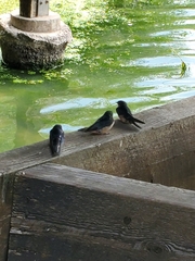 Hirundo rustica