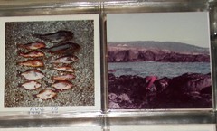 Hexagrammos decagrammus