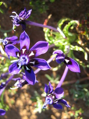 Lapeirousia oreogena