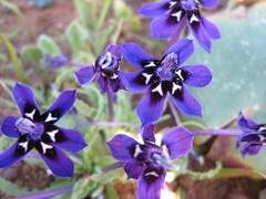 Lapeirousia oreogena