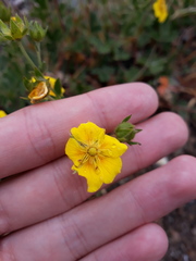 Potentilla grandiflora