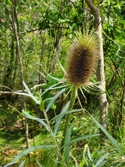 Dipsacus fullonum