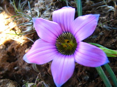 Romulea atrandra atrandra