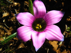 Romulea atrandra atrandra