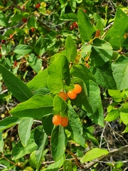 Lonicera