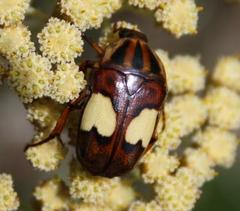 Pedinorrhina trivittata