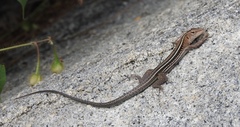 Pholidoscelis exsul