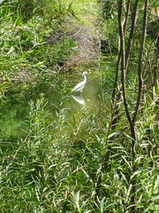 Egretta thula