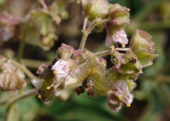 Mirabilis hirsuta