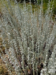Magnoliopsida