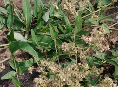 Mirabilis hirsuta