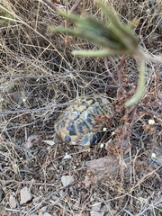 Testudo hermanni hermanni