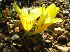Romulea tortuosa