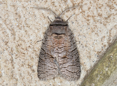Culama suffusca